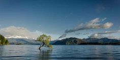 a lone tree sitting in the middle of a lake with mountains in the back ground