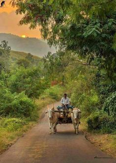 a man riding on the back of a cart pulled by two oxen down a dirt road