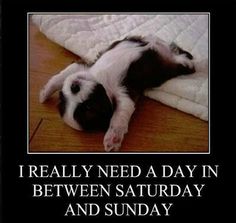 a black and white dog laying on top of a bed with the caption i really need a day in between saturday and sunday