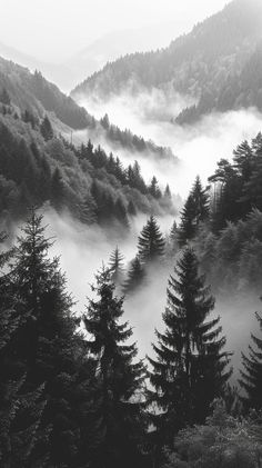 black and white photograph of trees in the mountains with fog rolling over them on a misty day