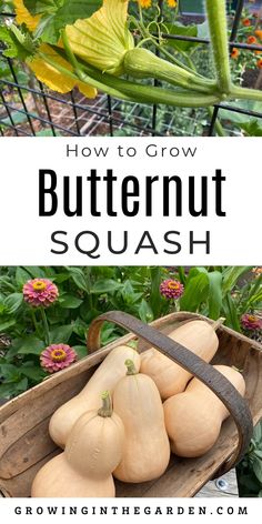 how to grow butternut squash in the garden with text overlay that reads, how to grow butternut squash