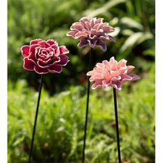 three pink and red flowers are in the grass