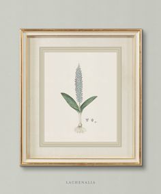 an image of a plant in a frame