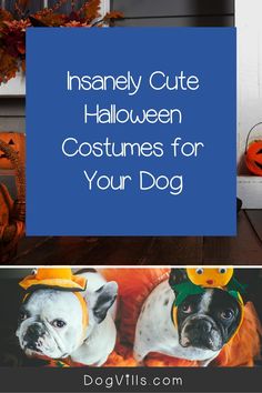 two dogs dressed up in halloween costumes with pumpkins on the ground and text that reads,