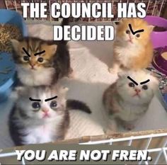 three kittens sitting in a cage with the caption, the council has decided you are not fren