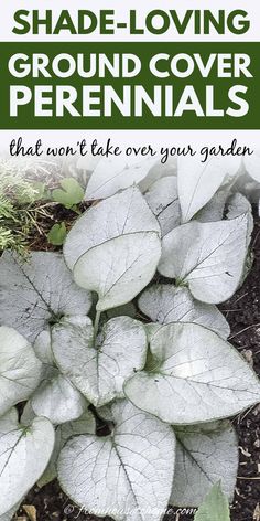 some white leaves and green plants in the ground with text that reads shade - loving ground cover perennials that won't take over your garden