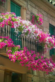 pink and white flowers hanging from the balcony of an old building