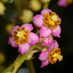 three pink flowers with yellow stamens and green stems