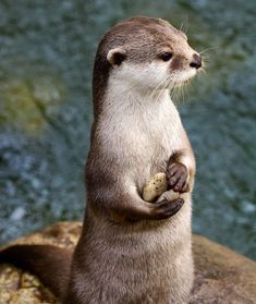 an otter standing on its hind legs holding something