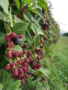 berries growing on the side of a fence