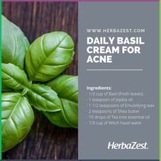 Many people have never heard of the benefits of using basil for acne treatment. Indeed, this beloved culinary herb has potent antibacterial and anti-inflammatory properties that are invaluable in fighting acne. Witch hazel, on the other hand, offers cleansing effects that can help combat skin discoloration, leaving it looking even and healthy. Try it now! Witch Hazel Benefits, Using Basil, Herbs Recipes, Cream For Acne, Einkorn Recipes, Homemade Face Cream, Acne Free Skin, Diy Remedies, Culinary Herbs