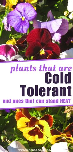 there is a sign that says plants that are cold tolerant and ones that can stand heat