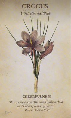 an image of a flower with the words crocus on it's side