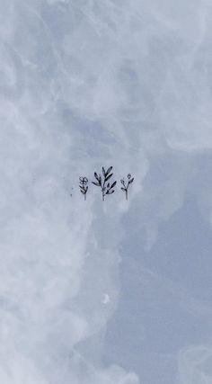 the sky is very cloudy and there are two small plants in the middle of it