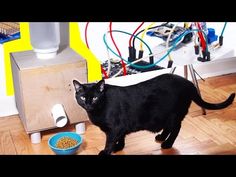 a black cat standing next to a bowl of food