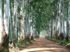 a dirt road surrounded by trees and grass