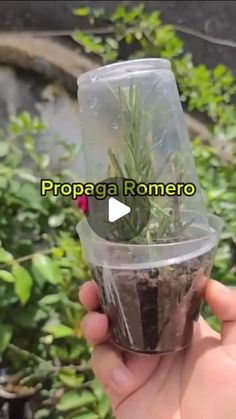 someone is holding up a small potted plant in their hand with the words propaga romero written on it