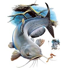 Catfish Tattoo, Blue Catfish, Channel Catfish, Catfish Fishing, Animal Images, Blue Skulls