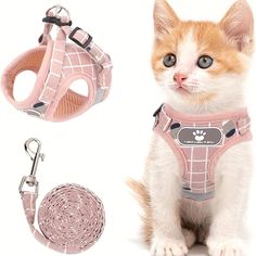 an orange and white cat wearing a pink harness next to a leash and leash holder