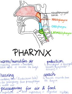 an image of a diagram of the structure of the human body and its major functions