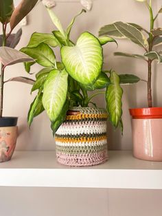 some potted plants are sitting on a shelf