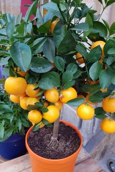 an orange tree is growing in a pot