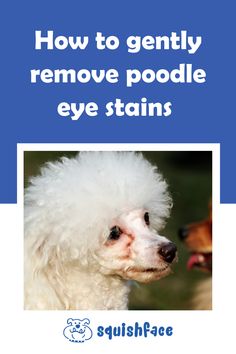 a white poodle is shown with the words how to gently remove poodle eye stains