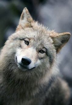 a wolf looking at the camera with an intense look on his face