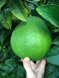 a person holding up a large green fruit in front of some leaves on a tree