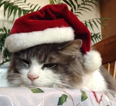 a grey and white cat wearing a santa hat on top of a dining room table