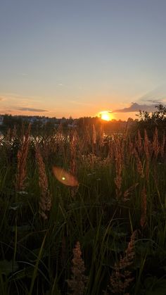 the sun is setting over some tall grass and flowers in front of a body of water