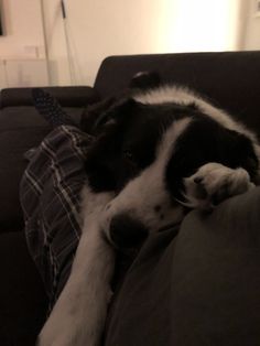 a black and white dog laying on top of a couch