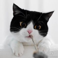 a black and white cat with a toothbrush in its mouth