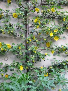 yellow flowers are growing on the side of a white wall with green leaves and branches