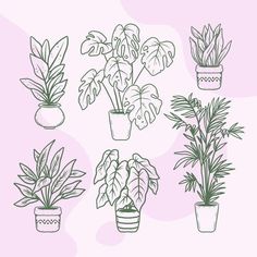 potted house plants on a pink background with white and black outlines in the bottom right corner