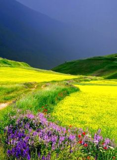 an open field with wildflowers and storm clouds in the background