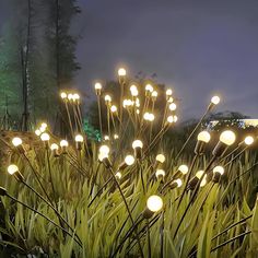 a bunch of lights that are in the grass