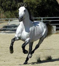 a white horse is galloping in an enclosed area