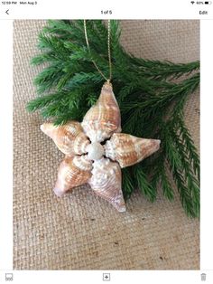 a starfish ornament hanging from a tree branch on a pinter's page