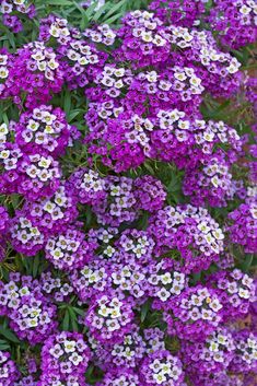 purple and white flowers growing in the garden