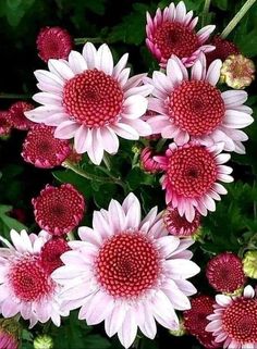 pink and white flowers with green leaves in the background