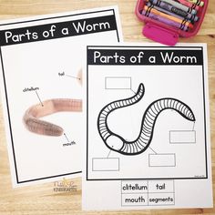 parts of a worm worksheet with pencils and crayons on the table