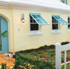 a dog standing in front of a white house with blue shutters on the windows