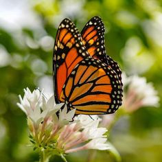 an orange and black butterfly sitting on top of a white flower with green leaves in the background