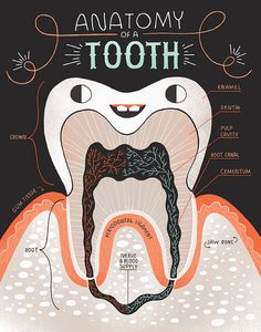 Anatomy of a Bad Tooth and Good Tooth: Two by Rachelignotofsky Dental Infographics, Science Corner, Dental Assistant Study, Teeth Anatomy, Picture Quiz, Kedokteran Gigi, Dental Hygiene School, Teeth Art, Dental Anatomy