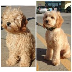 two pictures of a small dog sitting on the side of the road, one in front of the camera