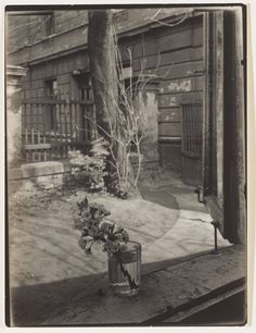 black and white photograph of flowers in front of an open window with wooden shutters