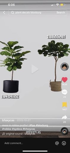 an image of two potted plants on the screen