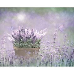 Lavender Basket Poster Print by Lori Deiter-VARPDXLD2183 Image 1 Lavender Basket, Lavender Fields Photography, Country Landscaping, Fields Photography, Farm Yard, Fine Arts Posters, Canvas Home, Art And Technology, State Art