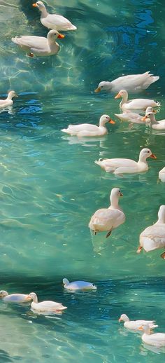 Ducks, Floating, Swimming, Water, Blue, White